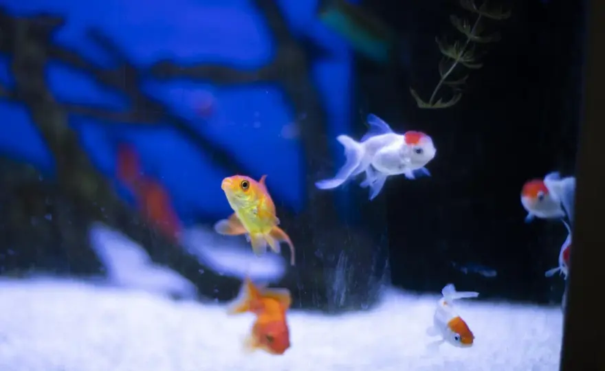 Bottenfiskar i akvarium - Välj rätt & undvik misstag!