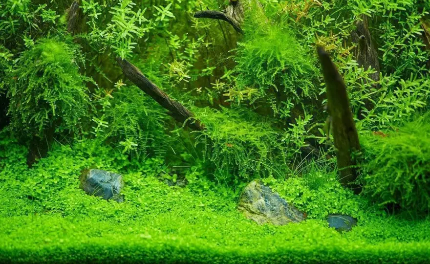 Akvarieväxter - Rätt näring för frodig tillväxt