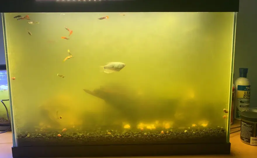 UV-filter akvarium - Lös dina vattenproblem på riktigt