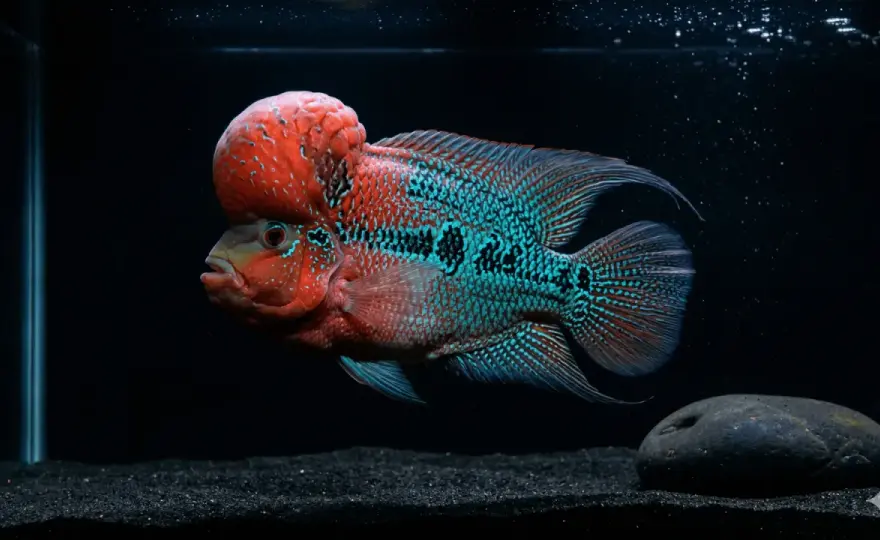 Flowerhorn-ciklid - Komplett guide för akvarium och skötsel