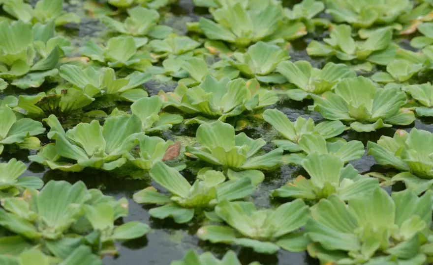 Musselblomma i akvariet - Så lyckas du (och undviker problem)