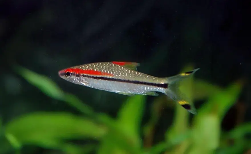 Denisonbarb - Akvariet som krävs för att den ska trivas