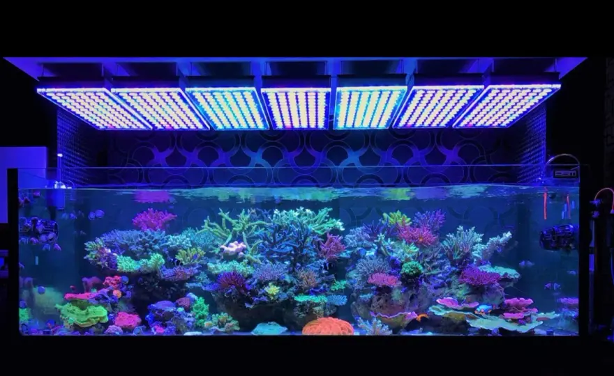 HID-belysning i akvarium - Fortfarande värt det?