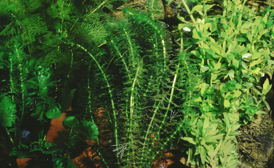 Vattenpest i akvarium - Skötsel, arter och problemfria tips