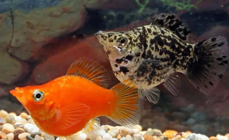 Molly Fish - Skötsel, Vatten & Foder för ett Lyckat Akvarium