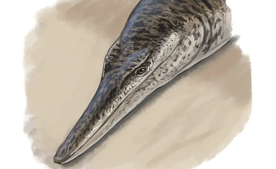 Krokodilfisken - En guide till art, livsmiljö och akvariebehov