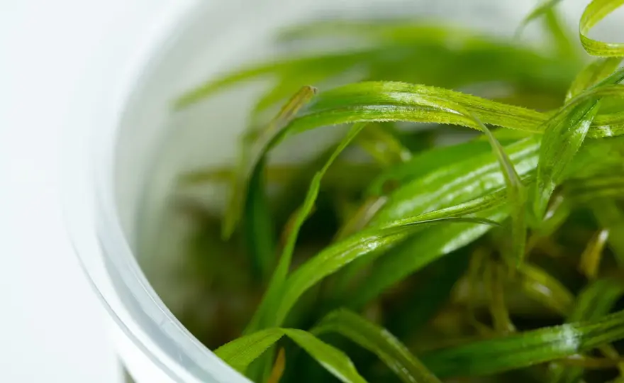 Blyxa japonica - Så får du den att trivas i akvariet