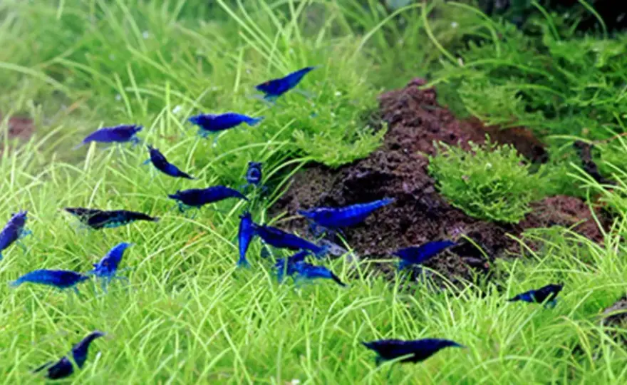 Rockor i akvarium - Vad äter de bäst och hur matar du?