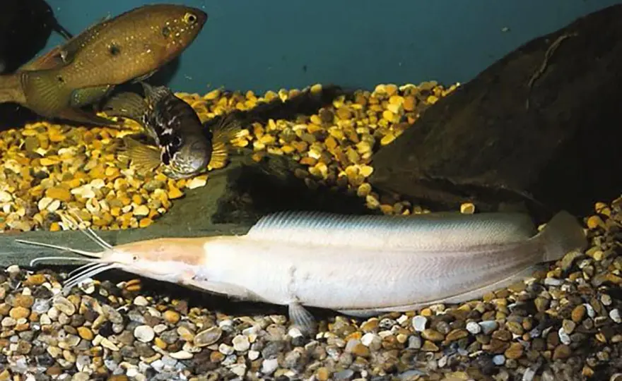 Clarias fisk - Sanningen om den missförstådda malen
