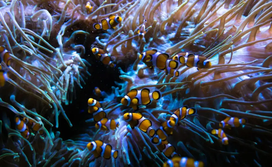 Clownfisk akvarium - Bygg ett stabilt saltvattensystem