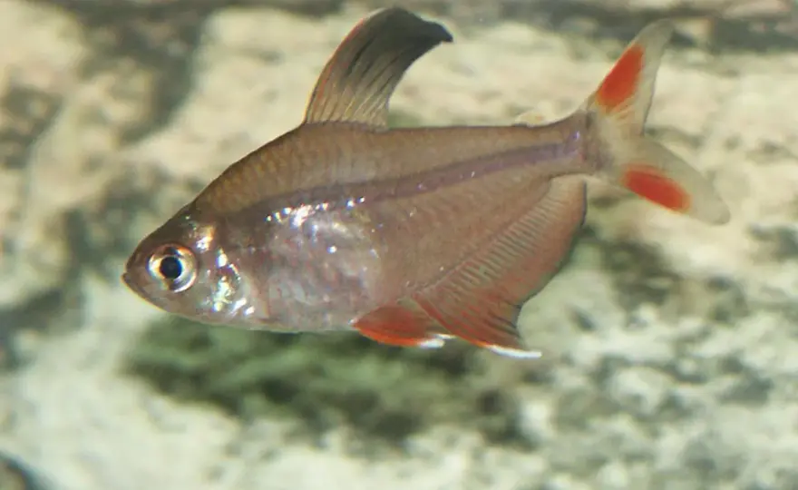 Rosentetra - Skötsel, akvarium & lek för en färgstark fisk