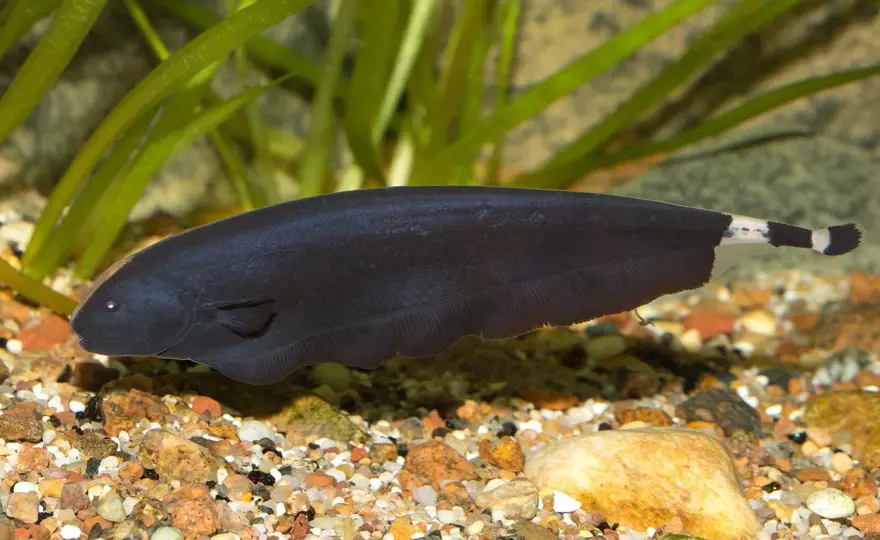 Spökfisk i akvarium - Glasmal eller Black Ghost? Välj rätt!
