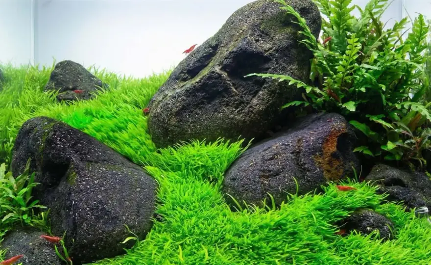 Nålsäv i akvarium - Så får du en tät, grön matta