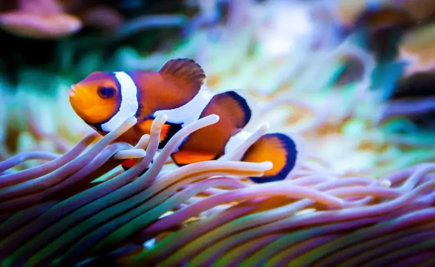 Clownfisk i akvarium - Enkel guide för stabilt saltvatten