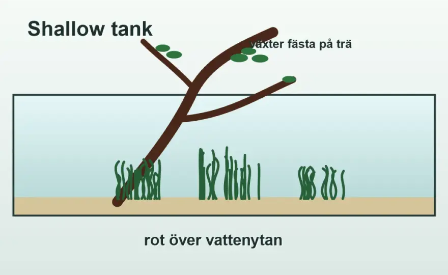 Akvarierötter - Välj, förbered & placera för ett naturligt kar
