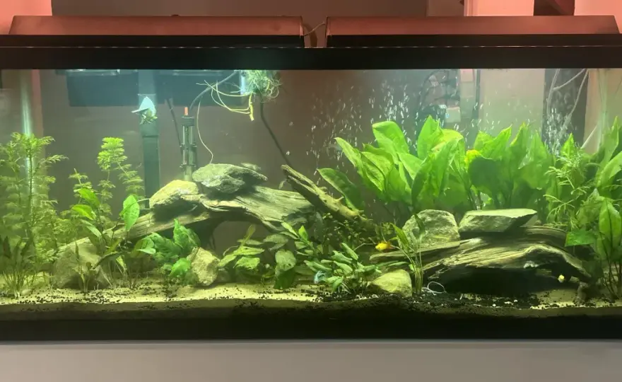 120-liters akvarium - Så lyckas du med fiskar och skötsel