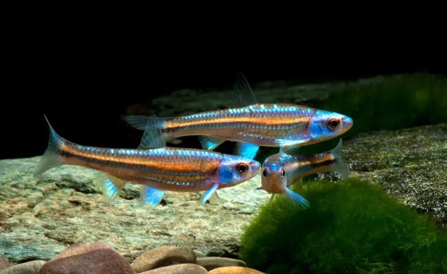 Notropis chrosomus - Få din rainbow shiner att stråla i akvariet