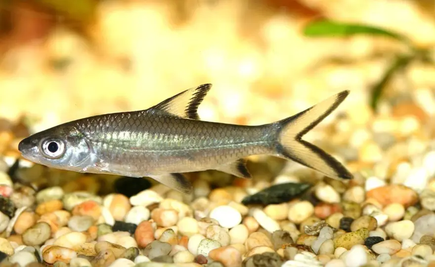 Hajakvarium hemma? Välj rätt fisk & karstorlek!