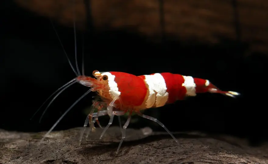 Caridina-räkor - Så lyckas du med svåra räkor