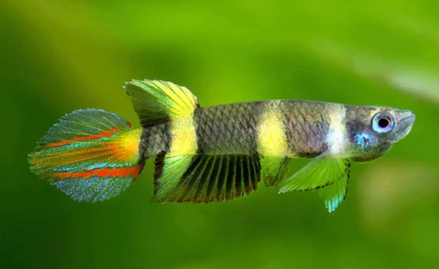 Clownkillifish - Bygg ett akvarium för ytan & lyckas!