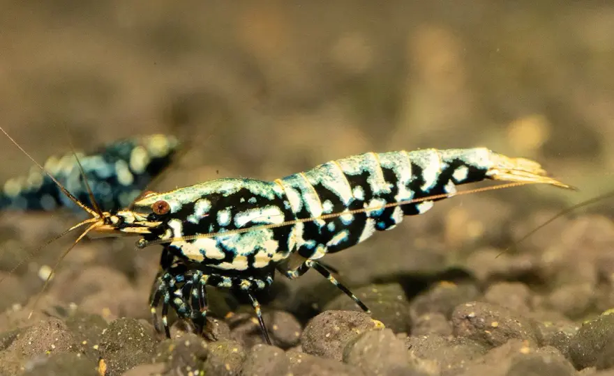Harlekinräka i akvarium - Allt du behöver veta innan köp