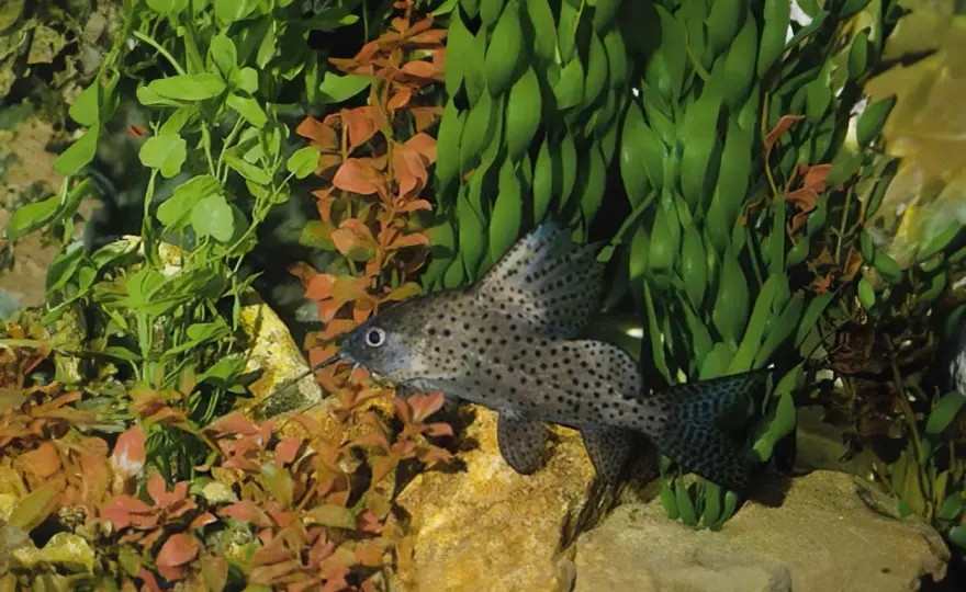 Synodontis eupterus - Skötselguide för en Robust Mal