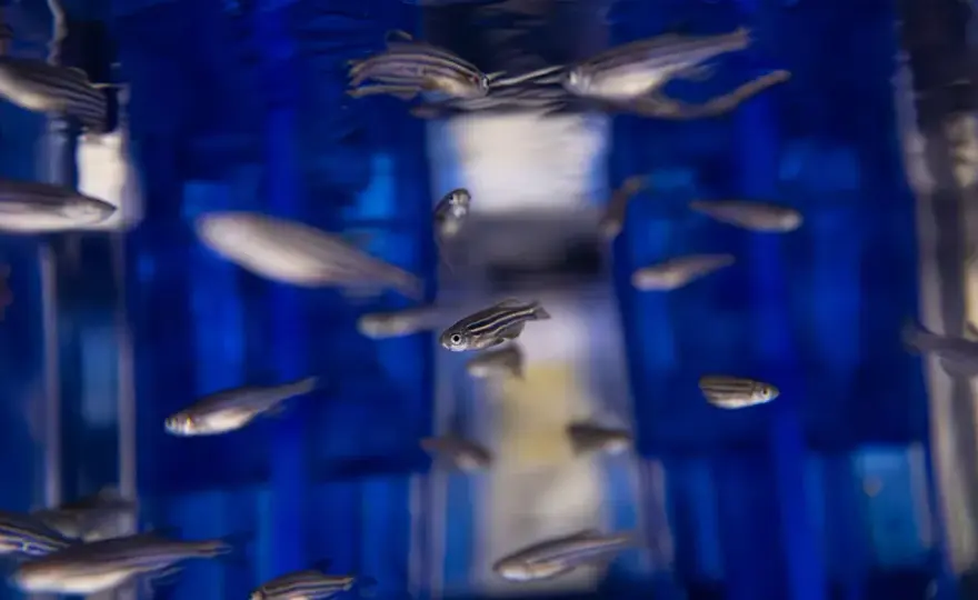 Zebrafisk - Så skapar du ett akvarium där den trivs bäst