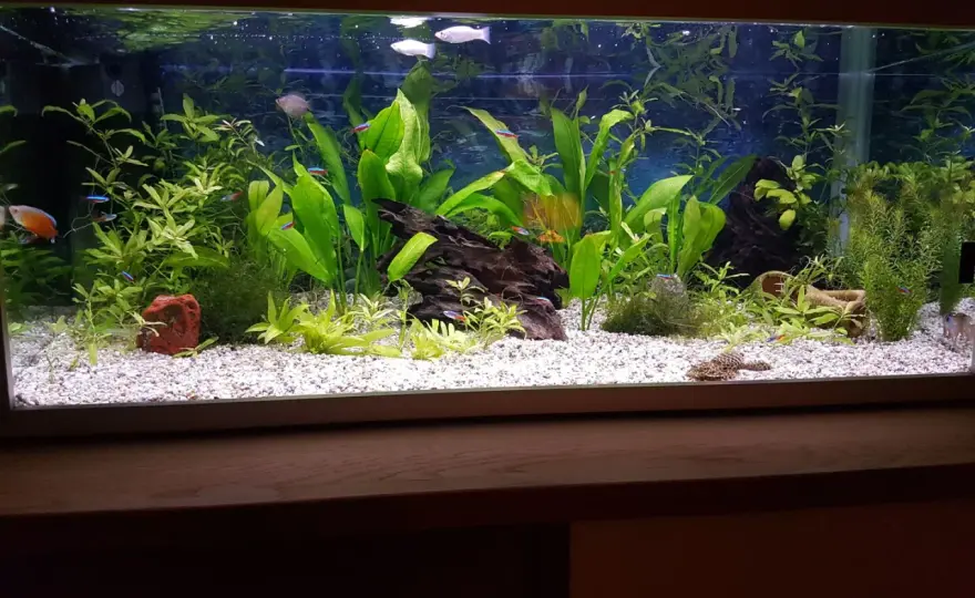 Vattenkemi Akvarium - Stabil balans för friska fiskar