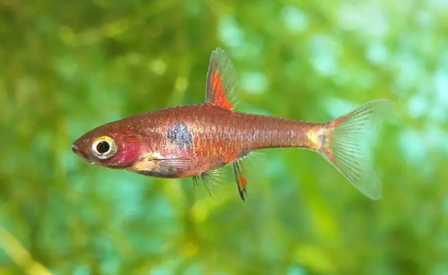Boraras maculatus - Komplett guide för akvarium och skötsel