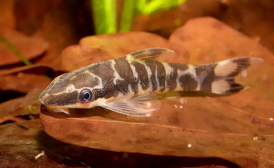 Zebraotocinclus - Skötselguide för ett friskt akvarium
