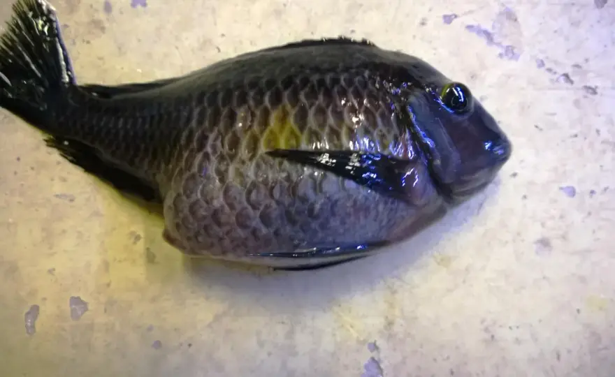 Svullen fisk - Så räddar du din akvariefisk