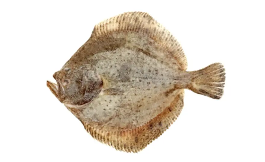 Rocka - Mer än bara en platt fisk? Allt du behöver veta