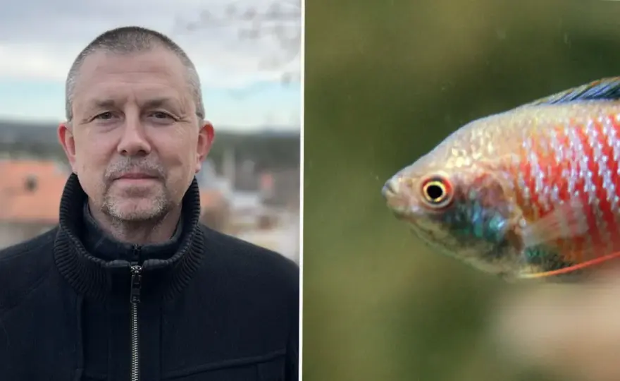 Nitrit i akvariet - Rädda fiskarna och förebygg problem