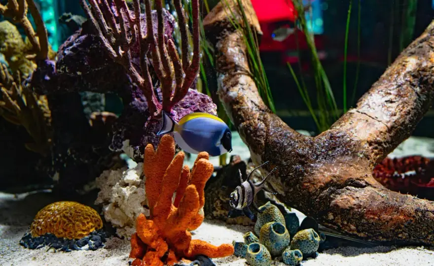Akvarium i möbel - Välj rätt & undvik misstag!