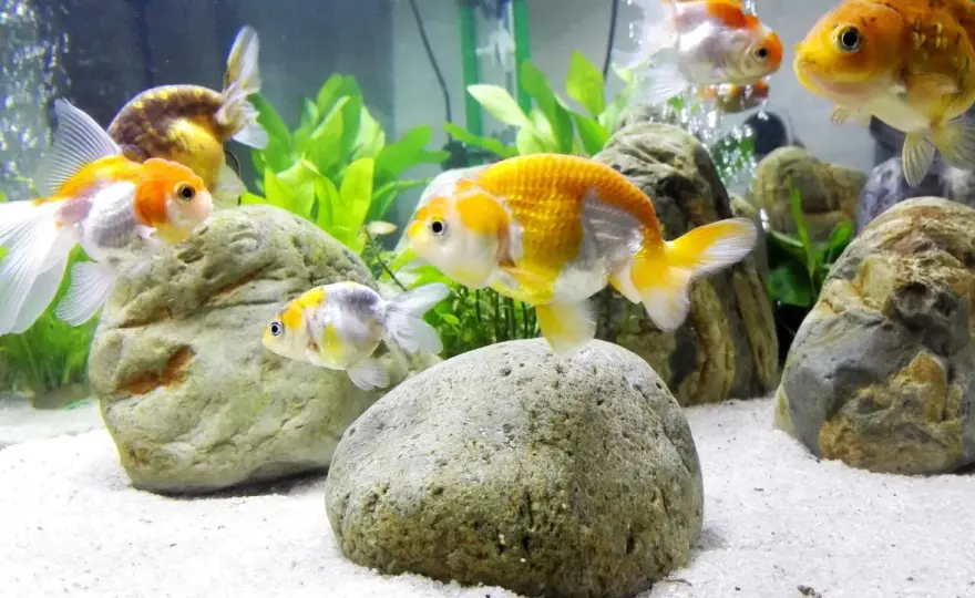 Akvarium vattentest - Så får du stabila värden & friska fiskar