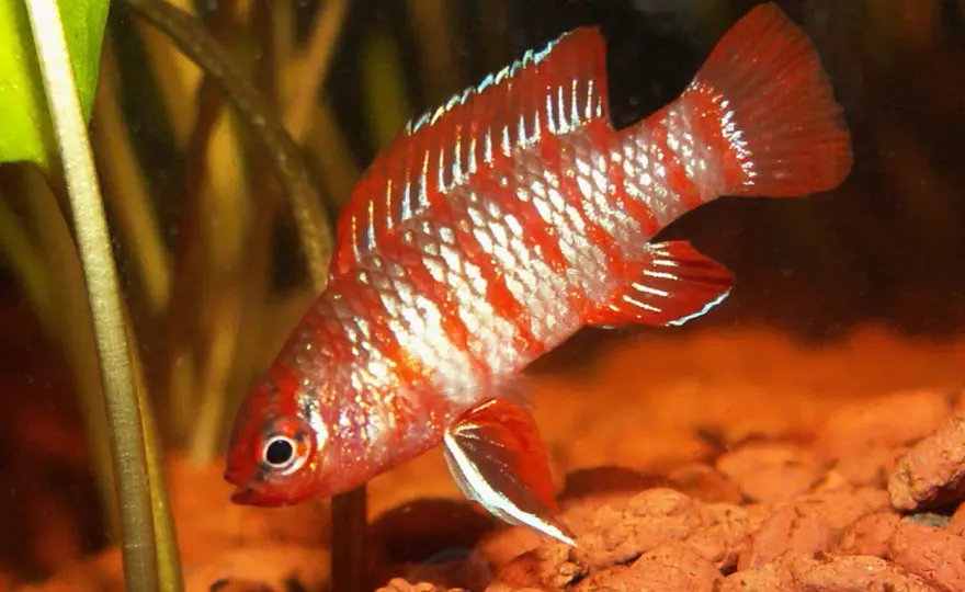 Dario dario (Scarlet badis) - Din guide för ett lyckat akvarium