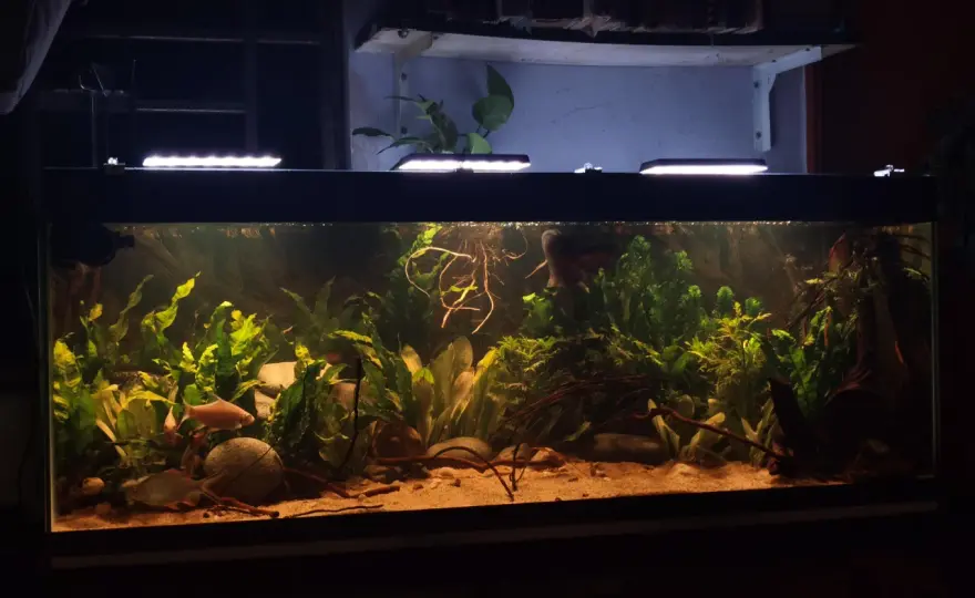 Bottenfilter i akvarium - När är det rätt val?