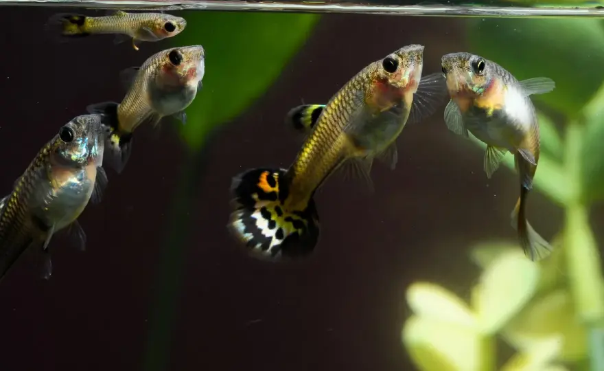 Umeås kranvatten för akvarium - Hårdhet & justeringar