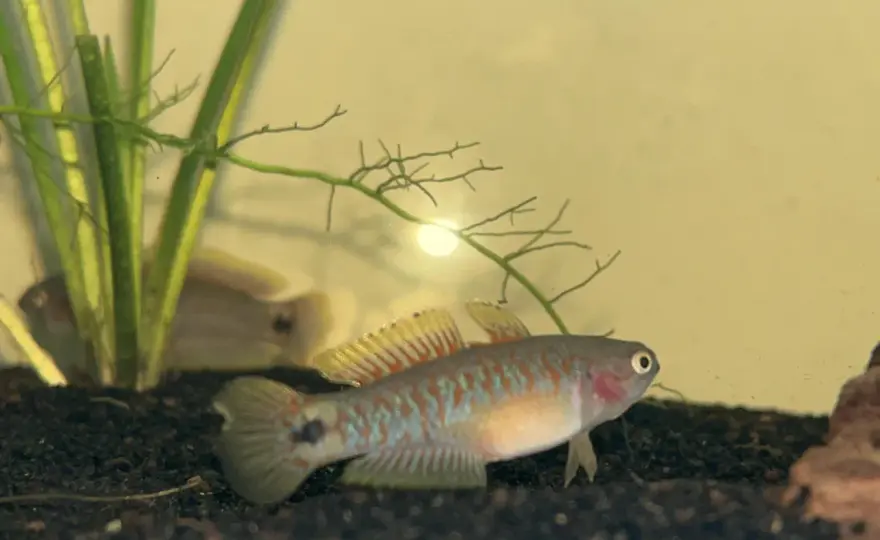Peacock gudgeon - En färgstark fisk för ditt akvarium?