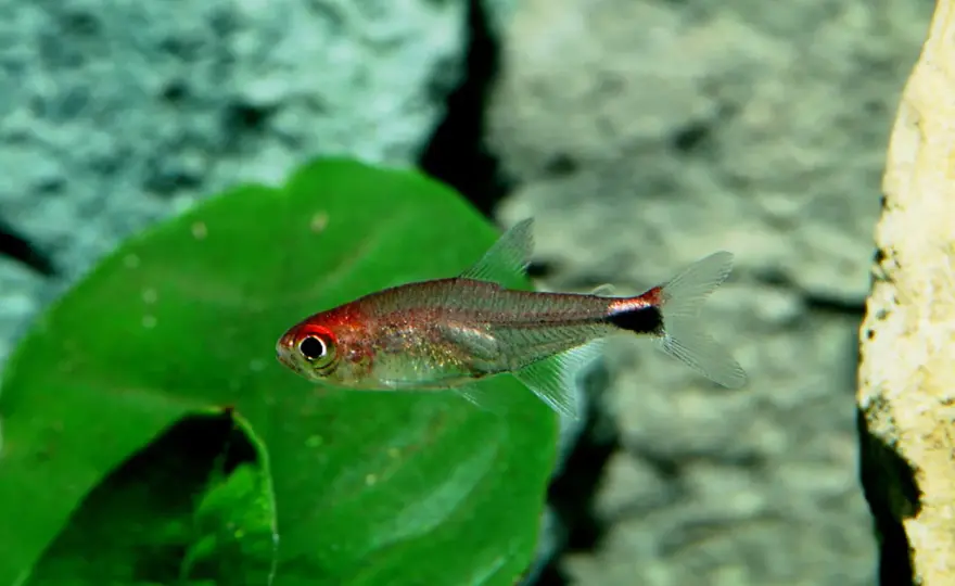 Rubintetra - Få färgen att glöda i ditt akvarium!