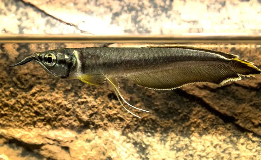Silverarowana - Allt du behöver veta innan du köper den