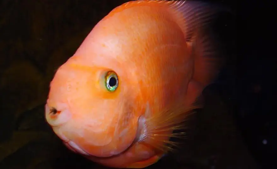 Papegojfisk i akvarium - Sällan rätt val? Se alternativen!