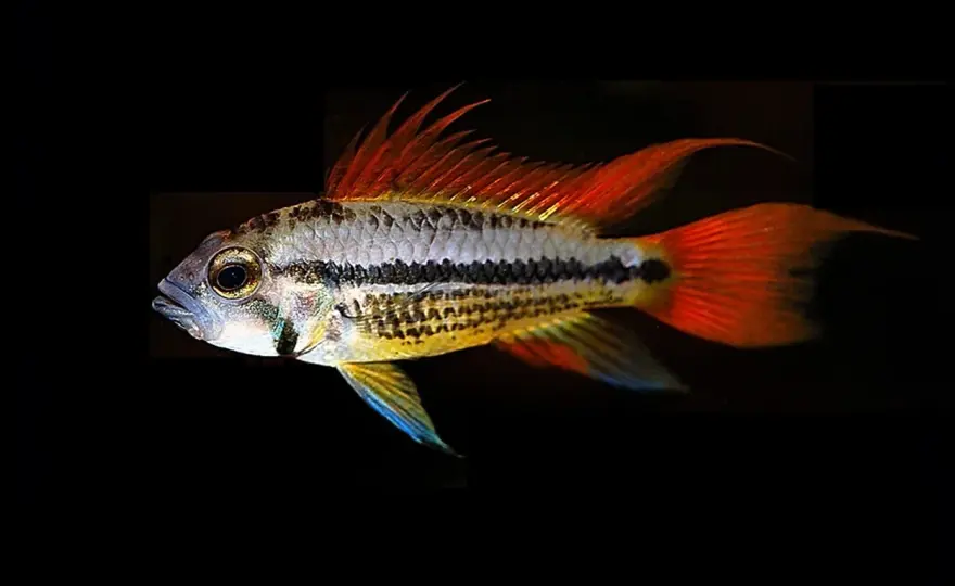 Apistogramma cacatuoides - Din guide till en lyckad kakaduciklid