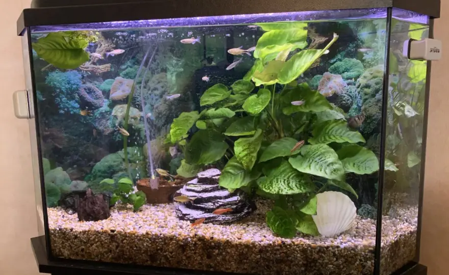 Vattenbyte akvarium - Så lyckas du varje gång!