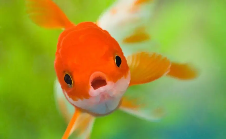 Lionhead Goldfish - Skötsel, akvarium & vanliga misstag