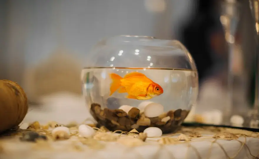Guldfisk i skål? Därför fungerar det inte – Välj rätt akvarium