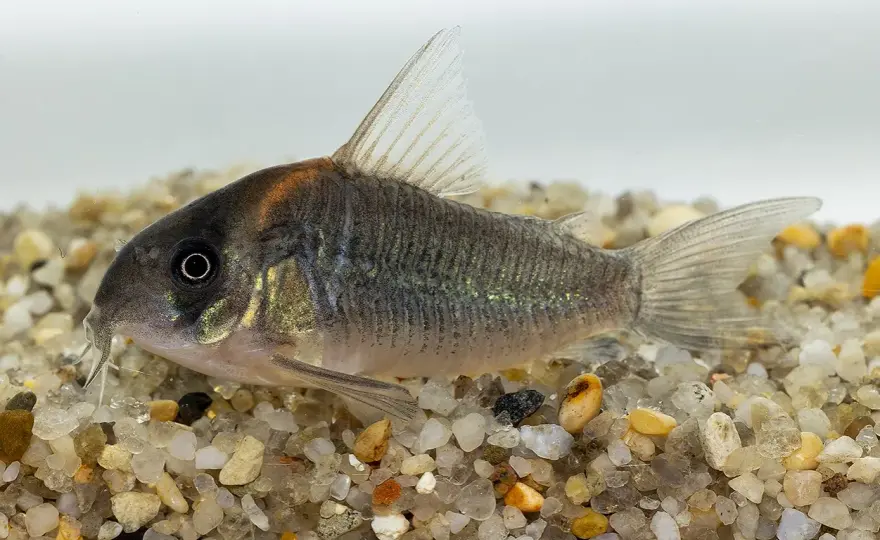 Corydoras duplicareus - Skötsel, lek & identifikation