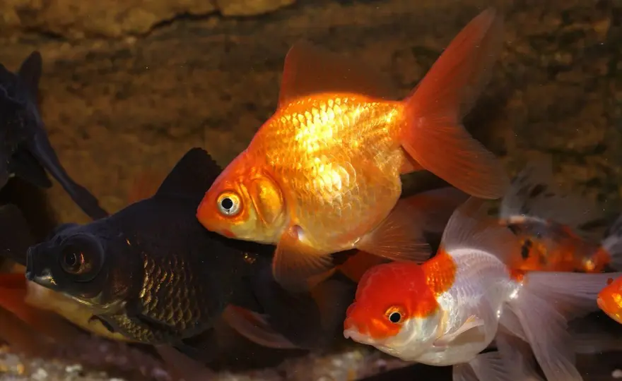 Akvariestorlek - Välj rätt volym för fisk & enklare skötsel