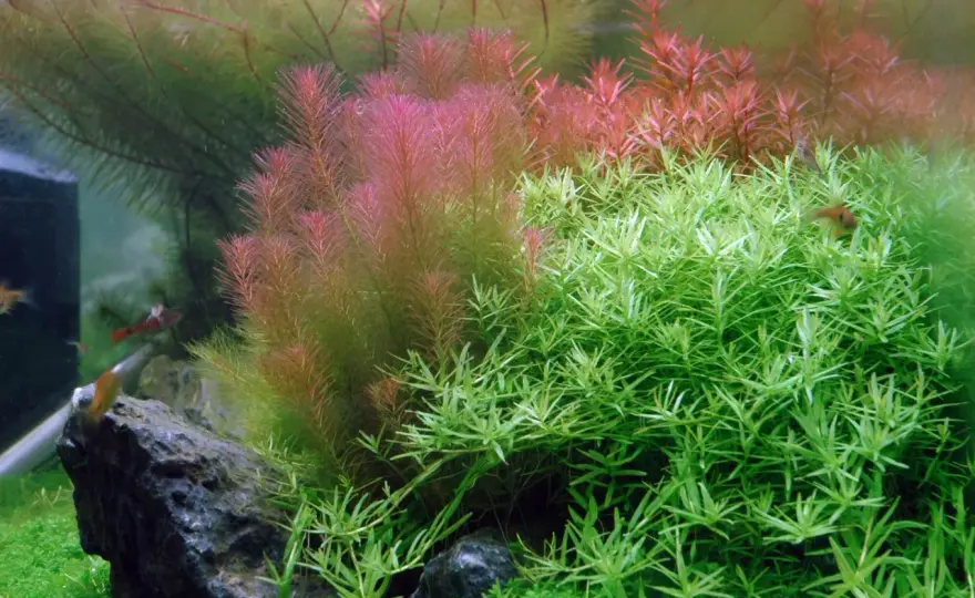 Rotala wallichii - Så får du den tät och röd i akvariet