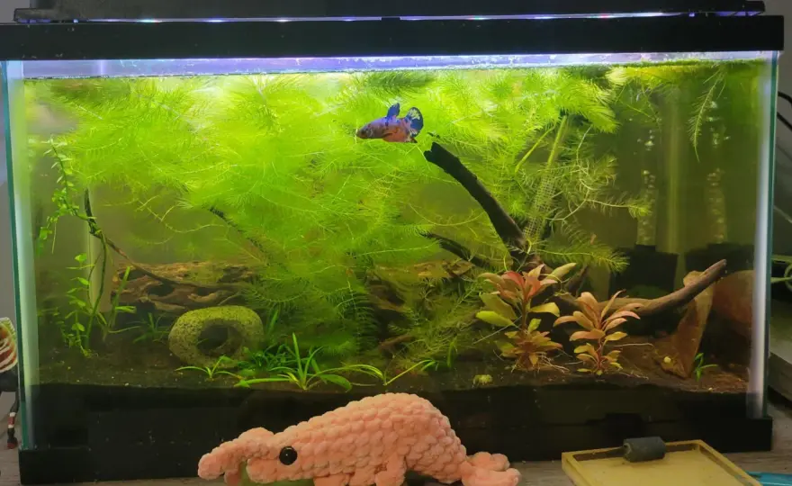 Hornsärv i akvarium - En komplett guide för nybörjare & proffs
